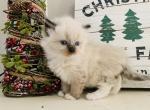 Mitted seal ragdoll - Ragdoll Kitten For Sale - 