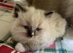 Mitted seal with blaze - Ragdoll Kitten For Sale - 