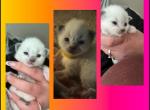 Reinas kittens Kats Ravishing ragdolls - Ragdoll Kitten For Sale - 