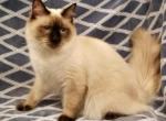 Bodacious Boys - Ragdoll Kitten For Sale - Seattle, WA, US