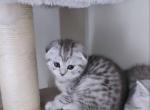 Scotish - Scottish Fold Kitten For Sale - 