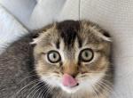 Scottish fold boy - Scottish Fold Kitten For Sale - Orlando, FL, US