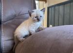 Leo and Samba - Ragdoll Kitten For Sale - McLean, VA, US