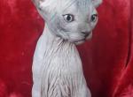 Christmas litter - Sphynx Kitten For Sale - 