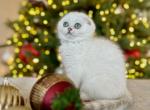 Scottish fold boy - Scottish Fold Kitten For Sale - Minneapolis, MN, US