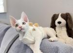 Pearl - Devon Rex Kitten For Sale - 