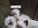 Mascoto & Hops Litter - Siamese Kitten For Sale - Marysville, MI, US