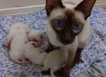 Stella & Marlow Litter - Siamese Kitten For Sale - Marysville, MI, US