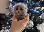 bloom - Scottish Fold Kitten For Sale - Federal Way, WA, US