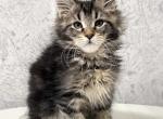 Yaola - Maine Coon Kitten For Sale - New York, NY, US