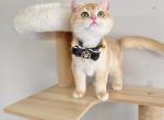 Mochi NY12 - British Shorthair Kitten For Sale - Fontana, CA, US