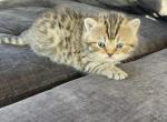 Milas litter - Scottish Fold Kitten For Sale - Prior Lake, MN, US