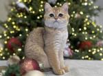 British shorthair boy - Brazilian Shorthair Kitten For Sale