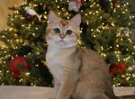 British golden boy - British Shorthair Kitten For Sale - Minneapolis, MN, US