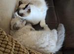 Seal and Blue Points - Ragdoll Kitten For Sale - WA, US