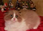 Ginas boy - Scottish Fold Kitten For Sale - Howell, MI, US