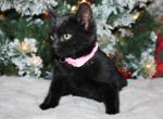 Snowy - Bombay Kitten For Sale - Kansas City, MO, US