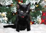 Prancer - Bombay Kitten For Sale - Kansas City, MO, US