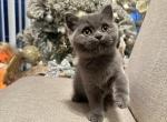 Blue Scottish Straight - Scottish Straight Kitten For Sale - 