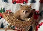 Twitty Bird - Norwegian Forest Kitten For Sale - Arpin, WI, US