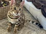 Serena - Bengal Kitten For Sale - 