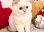 Bailley british shorthair boy with sky blue eyes - British Shorthair Kitten For Sale - CA, US