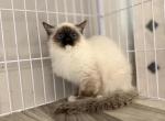 Seal pointed girl - Ragdoll Kitten For Sale - Fontana, CA, US