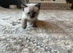 Lio & Samba - Ragdoll Kitten For Sale - Morristown, NJ, US