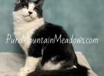 Black Tux 'Forest' - Ragdoll Kitten For Sale - Sacramento, CA, US