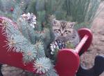 Candy Cane - Domestic Kitten For Sale - New Holland, PA, US