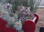 Peppermint - Domestic Kitten For Sale - New Holland, PA, US