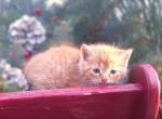 Sugar Plum - Domestic Kitten For Sale - New Holland, PA, US