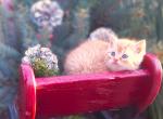 Gingerbread - Domestic Kitten For Sale - New Holland, PA, US