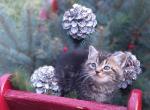 Tinsle - Domestic Kitten For Sale - New Holland, PA, US