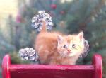 Gumdrop - Domestic Kitten For Sale - New Holland, PA, US