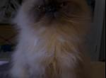 Persian - Persian Cat For Sale - Humble, TX, US