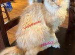 Maine Coon kittens ready for Christmas - Maine Coon Kitten For Sale - Waukesha, WI, US