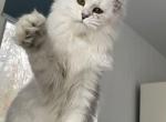 Katrin - Maine Coon Kitten For Sale - Virginia Beach, VA, US