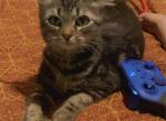 Precious - Domestic Kitten For Adoption - Lancaster, OH, US