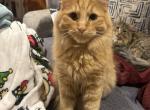 Leo - Domestic Cat For Adoption - 