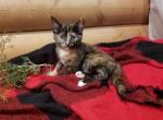 Callie - Domestic Kitten For Sale - Lyons, IN, US