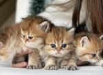 Newlitter - British Shorthair Kitten For Sale - Monroe, NC, US