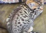 Dottie - Bengal Kitten For Sale - Bridgeton, NJ, US