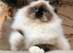 Maddie - Ragdoll Kitten For Sale - CA, US