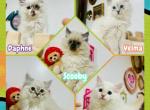 Scooby Doo Litter - Ragdoll Kitten For Sale - 