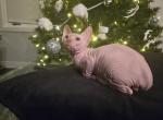 Rufus - Sphynx Kitten For Sale - 