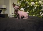 Duckie - Sphynx Kitten For Sale - Denver, CO, US