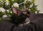 Michelle - Sphynx Kitten For Sale - 