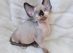 Bailey - Sphynx Kitten For Sale - CA, US