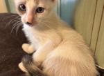 Snows little rascals - Snowshoe Kitten For Sale - Moneta, VA, US